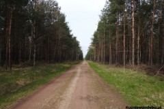 Kuznia-w-Siodelku-Spacer-po-lesie-12