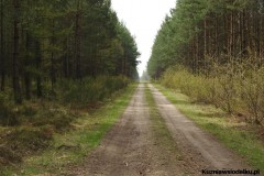 Kuznia-w-Siodelku-Spacer-po-lesie-14