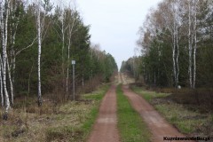 Kuznia-w-Siodelku-Spacer-po-lesie-5