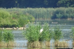 Kuznia-w-siodelku-Rezerwat-przyrody-Lezczok-Sierpien-35