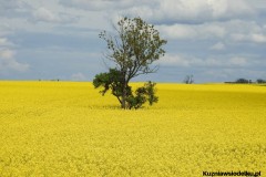 Kuznia-w-Siodelku-Trasa-Rowerowa-Opole-Zbiornik-Malina-Opole-1