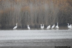 Kuznia-w-siodelku-Rezerwat-przyrody-Lezczok-Listopad-11