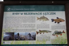 Kuznia-w-siodelku-Rezerwat-przyrody-Lezczok-Grudzien-13