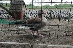 Kuznia w Siodelku - Trasa rowerowa Gora Sw. Anny