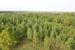 Kuznia-w-siodelku-plenery-Widok-na-las