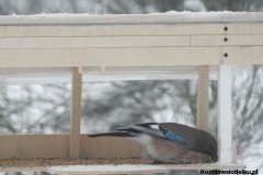 Kuznia-w-siodelku-Zima-w-domowym-ogrodzie-2