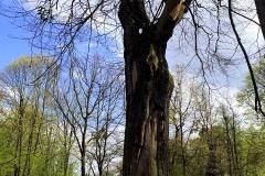 Park-Krajobrazowy-Cysterskie-Kompozycje-Krajobrazowe-Rud-Wielkich-7