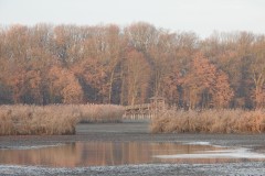 Kuznia-w-siodelku-Rezerwat-Lezczok-Grudzien-3