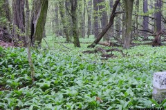 Kuznia-w-Siodelku-Rezerwat-Lezczok-Kwiecien-43