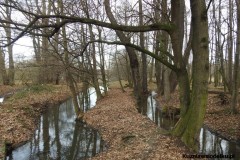 Kuznia-w-siodelku-Rezerwat-przyrody-Lezczok-Grudzien-23