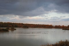 Kuznia-w-siodelku-Rezerwat-Lezczok-w-Listopadzie-14