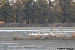 Kuznia-w-siodelku-Rezerwat-Lezczok-w-Listopadzie-7