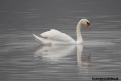 Kuznia-w-siodelku-Rezerwat-Lezczok-Grudzien-17