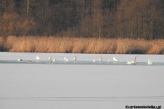 Kuznia-w-siodelku-Rezerwat-Lezczok-Luty-22