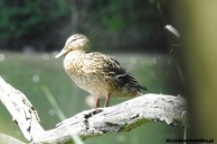 Kuznia-w-siodelku-Lezczok-Czerwiec-20