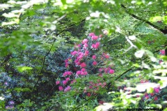 Kuznia-w-siodelku-Arboretum-21