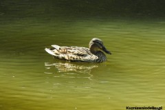 Kuznia-w-siodelku-Arboretum-24