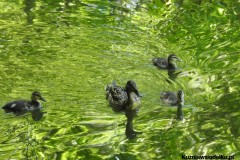 Kuznia-w-siodelku-Arboretum-25