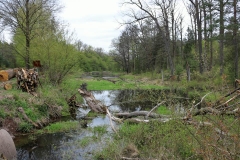 Stawy-Bobrów