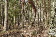 Kuznia-w-Siodelku-Spacer-do-Stawu-Sangow-10