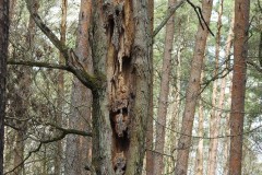 Kuznia-w-Siodelku-Spacer-do-Stawu-Sangow-2