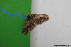 Kuznia-w-siodelku-Szwajcaria-Rachowicka-1