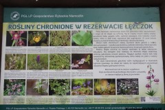 Kuznia-w-siodelku-Rezerwat-przyrody-Lezczok-Grudzien-21
