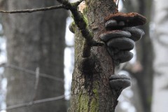 Kuznia-w-Siodelku-Jezioro-Turawskie-w-Styczniu-15