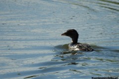 Kuznia-w-siodelku-Wielikat-1