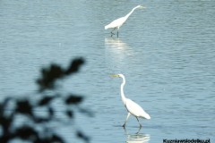 Kuznia-w-siodelku-Wielikat-11