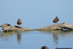 Kuznia-w-siodelku-Wielikat-13