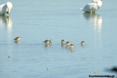 Kuznia-w-siodelku-Wielikat-19