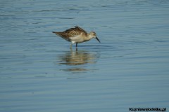 Kuznia-w-siodelku-Wielikat-26