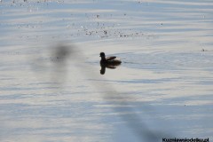 Kuznia-w-siodelku-Wielikat-28