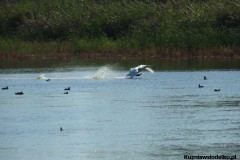 Kuznia-w-siodelku-Wielikat-3