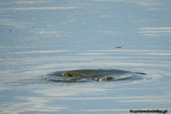 Kuznia-w-siodelku-Wielikat-31