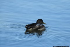 Kuznia-w-siodelku-Wielikat-6