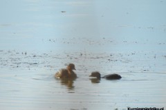 Kuznia-w-siodelku-Wielikat-7