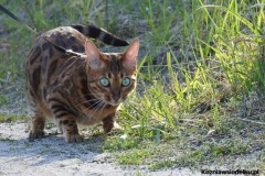 Kuznia-w-Siodelku-Wydmy-Kosorowice-z-Chylka-4