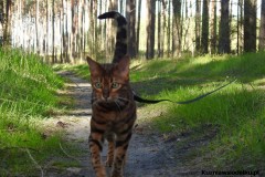Kuznia-w-Siodelku-Wydmy-Kosorowice-z-Chylka-9