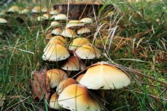 Kuznia-w-siodelku-Trasa-rowerowa-wzdluz-jeziorek-21