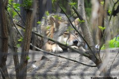 Kuznia-w-Siodelku-Zwiedzanie-ZOO-w-Opolu-10