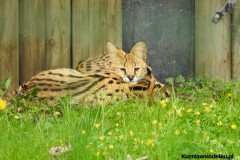 Kuznia-w-Siodelku-Zwiedzanie-ZOO-w-Opolu-11