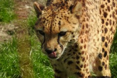 Kuznia-w-Siodelku-Zwiedzanie-ZOO-w-Opolu-12