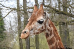 Kuznia-w-Siodelku-Zwiedzanie-ZOO-w-Opolu-13