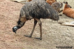 Kuznia-w-Siodelku-Zwiedzanie-ZOO-w-Opolu-14