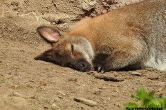 Kuznia-w-Siodelku-Zwiedzanie-ZOO-w-Opolu-16