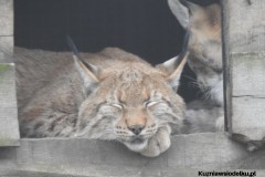 Kuznia-w-Siodelku-Zwiedzanie-ZOO-w-Opolu-19