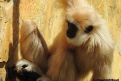 Kuznia-w-Siodelku-Zwiedzanie-ZOO-w-Opolu-2