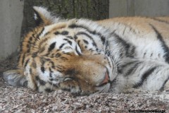 Kuznia-w-Siodelku-Zwiedzanie-ZOO-w-Opolu-21